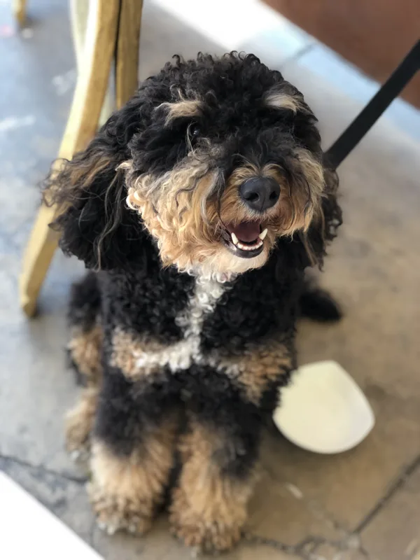 Bernedoodle dog