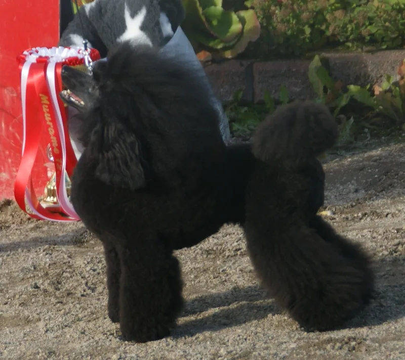 Miniature Poodle dog