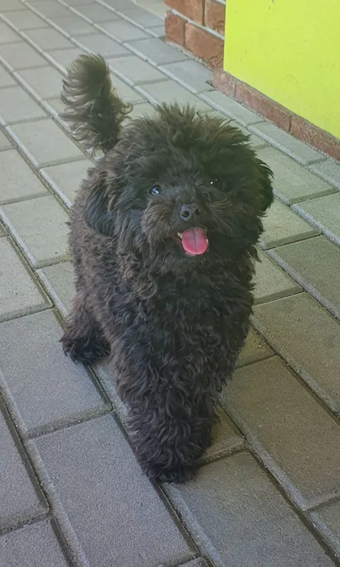 Toy Poodle dog